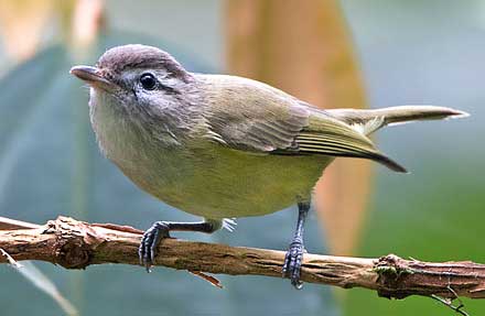 Brown-capped Vireo 