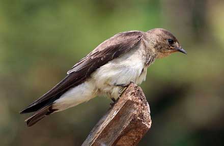 Brown-chested Martin 