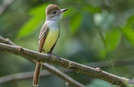 Brown-crested Flycatcher 