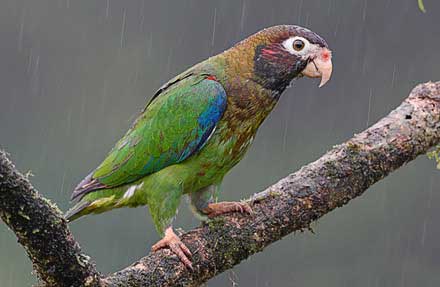 Brown-hooded Parrot 