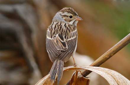 Clay-colored Sparrow 