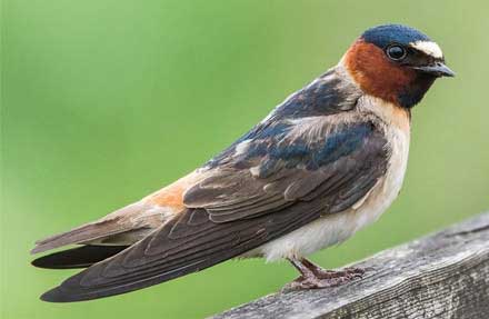 Cliff Swallow 