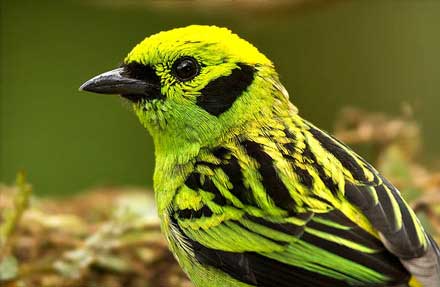 Emerald Tanager 