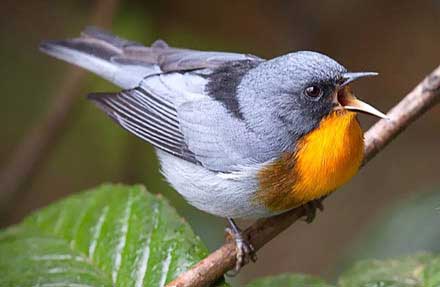 Flame-throated Warbler 