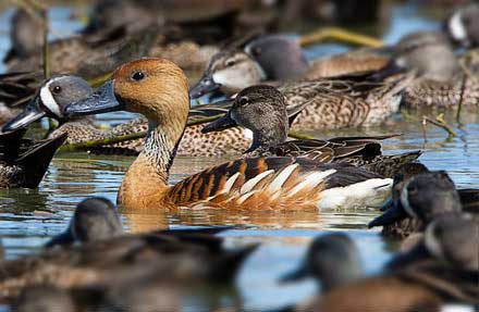 Fulvous Whistling-Duck                                                                                                                                                                                                                                    
