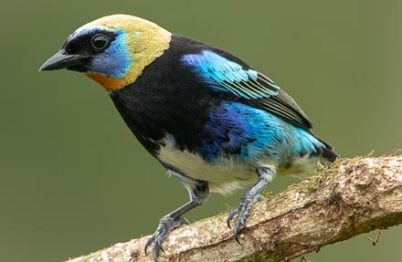 Golden-hooded Tanager 