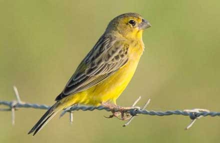 Grassland Yellow-Finch 