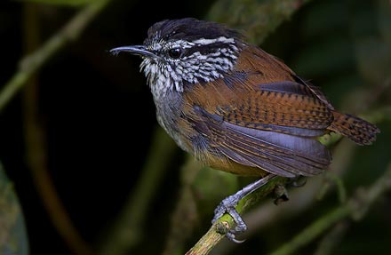 Gray-breasted Wood-Wren 