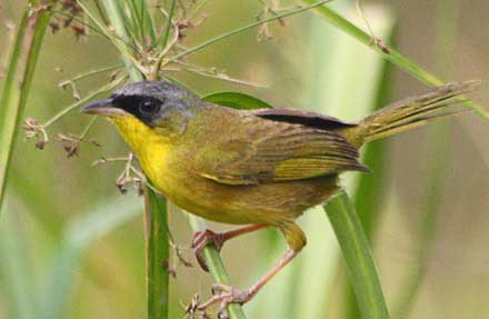 Gray-crowned Yellowthroat 