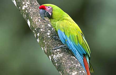 Great Green Macaw 