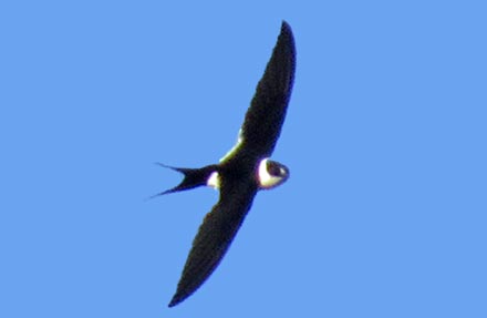 Great Swallow-tailed Swift