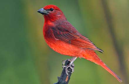 Hepatic Tanager 