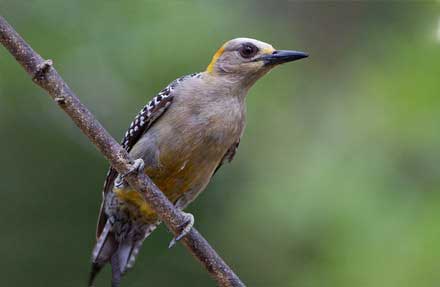 Hoffmanns Woodpecker
