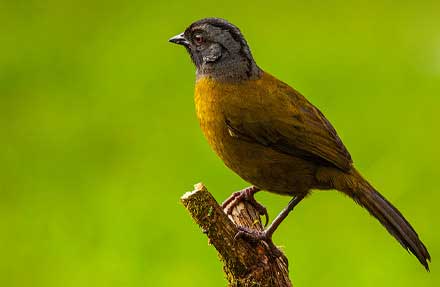 Large-footed Finch 