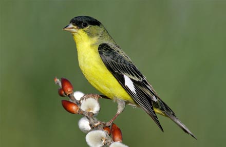 Lesser Goldfinch 