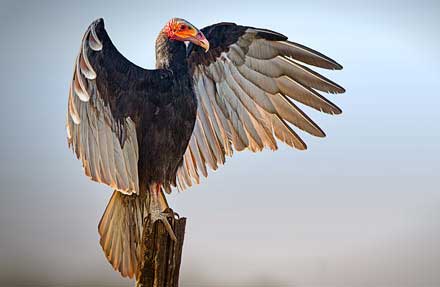 Lesser Yellow-headed Vulture