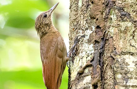 Long-tailed Woodcreeper 