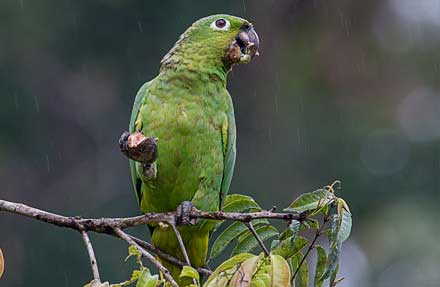 Mealy Parrot 