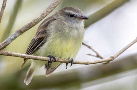 Mouse-colored Tyrannulet 