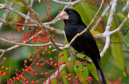 Nicaraguan Seed-Finch 