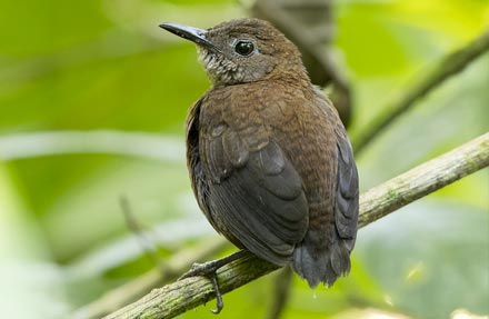 Nightingale Wren 