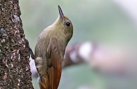Olivaceous Woodcreeper 