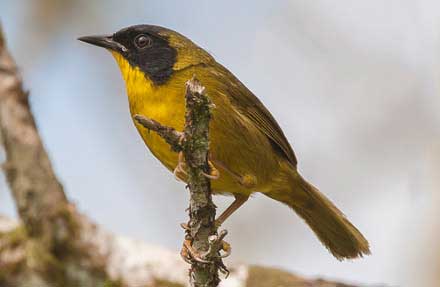 Olive-crowned Yellowthroat 