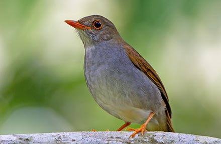 Orange-billed Nightingale-Thrush 