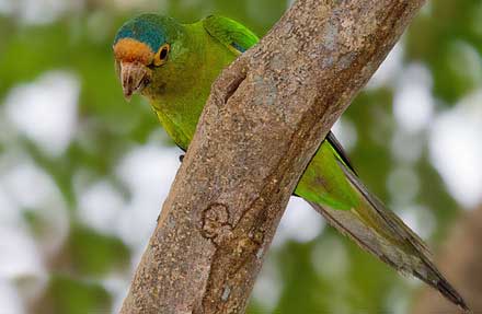 Orange-fronted Parakeet 