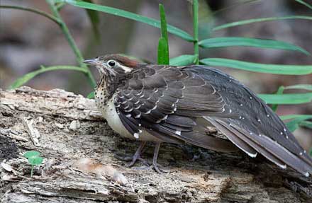 Pheasant Cuckoo