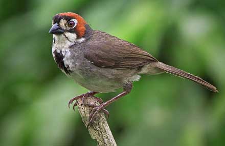 Prevots Ground-Sparrow 