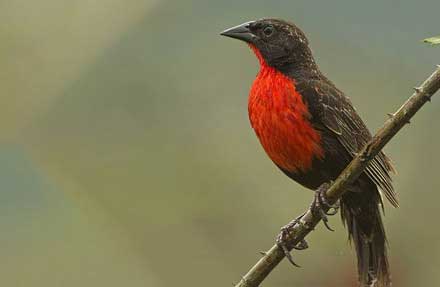 Red-breasted Blackbird 