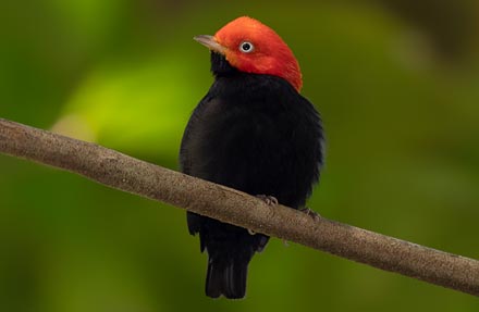 Red-capped Manakin 
