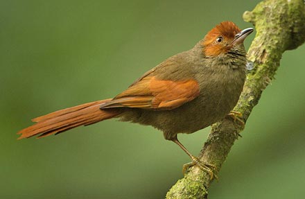 Red-faced Spinetail 