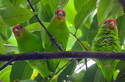 Red-fronted Parrotlet 
