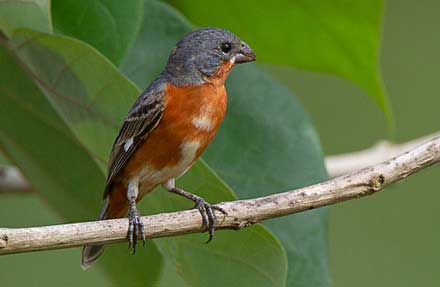 Ruddy-breasted Seedeater 