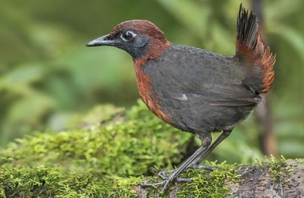 Rufous-breasted Antthrush 
