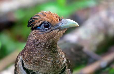 Rufous-vented Ground-Cuckoo