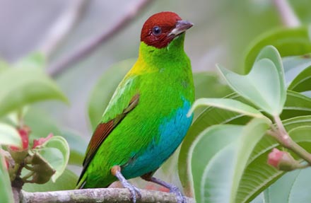 Rufous-winged Tanager 