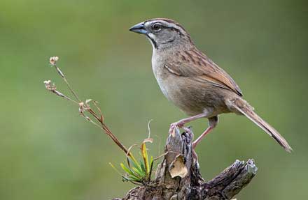Rusty Sparrow 