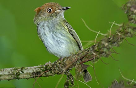 Scale-crested Pygmy-Tyrant 