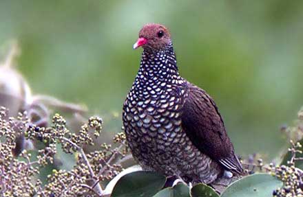 Scaled Pigeon
