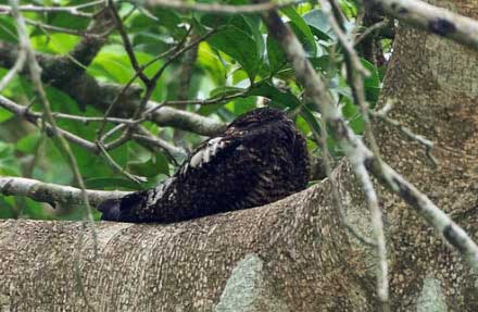 Short-tailed Nighthawk