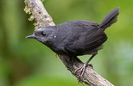 Silvery-fronted Tapaculo 