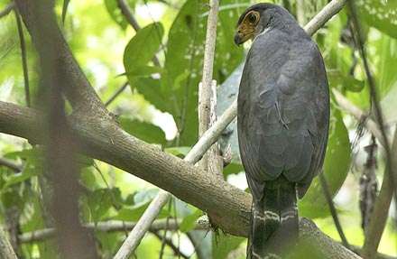 Slaty-backed Forest-Falcon
