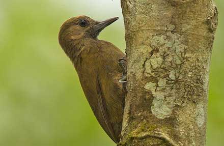 Smoky-brown Woodpecker