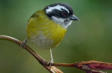 Sooty-capped Chlorospingus [Antes Bush-Tanager ]