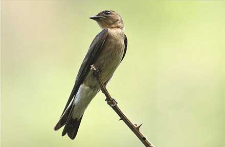 Southern Rough-winged Swallow 
