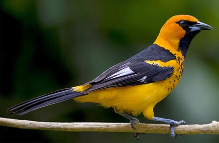 Spot-breasted Oriole 