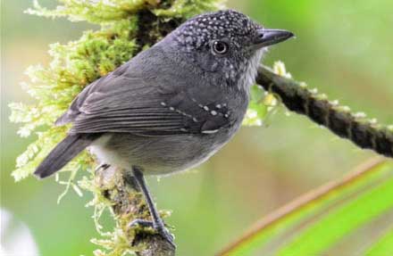 Spot-crowned Antvireo 